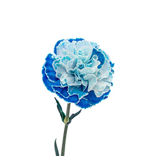 Flower Prime Flowerprime 50 Tinted Blue Carnations - Fresh Natural Cut Flowers thumb #1