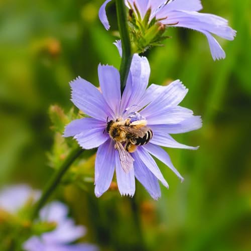 Eden Brothers Chicory Seeds - Image 5