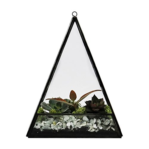 Urban Born Handmade Glass Triangle Terrarium - 10" x 8"x