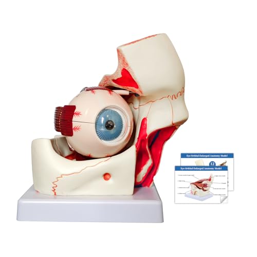 Image of JNMFTD Human Eye Orbital Anatomy Model, 3X Enlarged 12 Parts Removable Eyeball Orbital Model Showing Optic Nerve Cornea Iris Lens and Vitreous Body with Product Manual for Medical Teaching Research