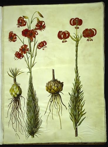 Tableau abstrait Lilium Chalcedonicum de Hans Simon Holtzbecker - Décoration murale grand salon