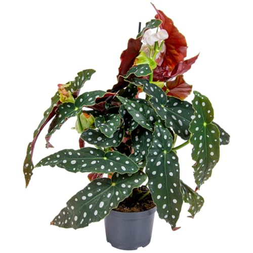 Bloomique - Begonia Maculata - Punkt-Begonie - Punktpflanze - Zimmerpflanzen - Luftreinigend - 20-30 cm Hoch - Topf 12 cm