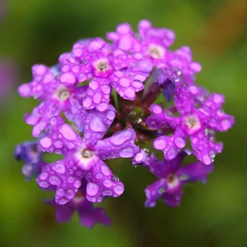 KVITER 1000 Purple Trailing Verbena Seeds (Verbena Tenuisecta), Creeping Verbena seed, Purpule Moss Verbena seeds – Ideal Perennial Flower Seeds for Planting in Outdoor Garden, Containers, Windowsills