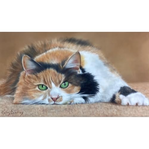 Sleeping Cats cover art