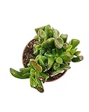 Crassula Hobbit DECOALIVE Mini Planta Suculenta Crassula Ovata Natural