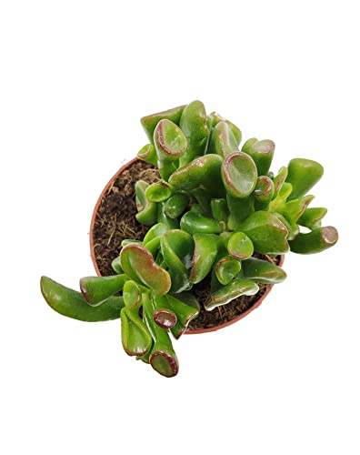Crassula Hobbit DECOALIVE Mini Planta Suculenta Crassula Ovata Natural