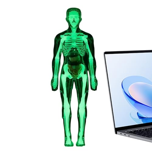Muñeco De Anatomía - Figura Anatómica del Esqueleto Que En La Oscuridad | Juguetes De Anatomía para Niños - para Niños Y Niñas De 8+ Años, Halloween, Biología, Fisiología,
