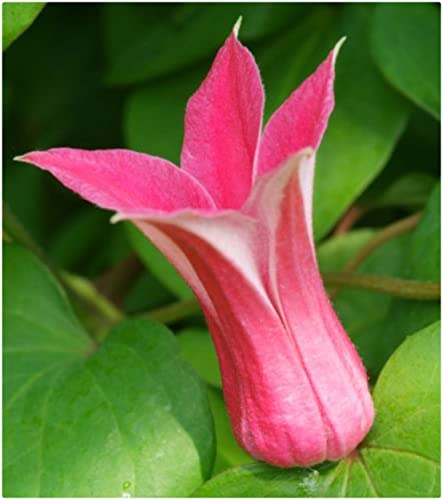 Clematis Texensis Princess Diana X 3 Large Plug Plants for Potting on by Growtanical