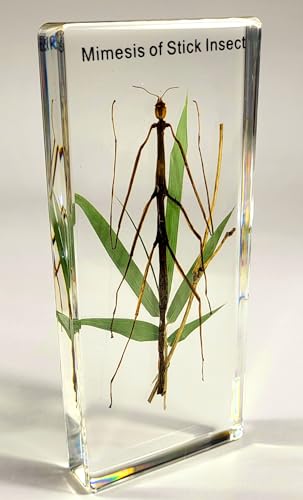 Image of 5.5 inch Real Mimesis Stick Insect Phasmatodea Bug in Crystal Clear Lucite Resin Specimen Paperweight Preserved Animal Taxidermy Collection for Biology Science Education & Desk Ornament Display