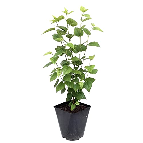 Schwarze Maulbeere Maulbeerbaum Morus nigra ca. 60-100 cm mit 5 Liter Topfballen