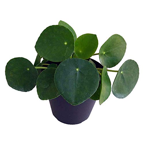 sAFyy~ICfX2.5[pP[Lvc][ۂtς킢ϗtA]