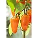 Produktbild Midi-Snackpaprika 'Almira® Midi Orange', Capsicum annuum - Pflanze, im Topf 11 cm, in Gärtnerqualität von Blumen Eber - 11 cm