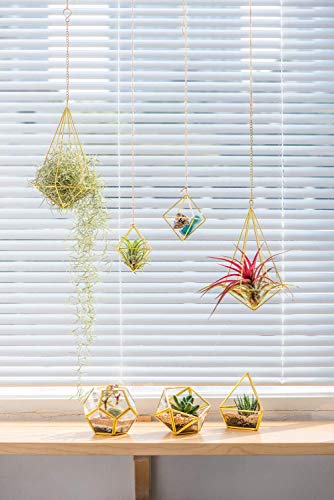 Mkono Office Decor For Women, Artificial Succulent In Geometric Terrarium And 5 Packs Air Plant Holder Mini Potted Faux Plant Bookshelf Desk Office Decor #TOP3