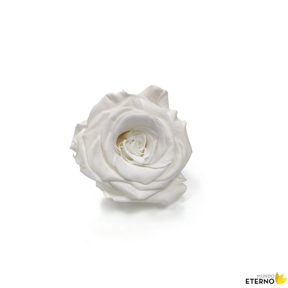 Mundo Eterno | Ramo de 6 Rosas Preservadas Blancas | Rosa Eterna Natural | Regalo Elegante y Decorativo | Larga Duración | Sin Cuidados | Ideal para Detalles Especiales