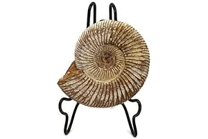 Ammonite Fossil: Genuine Madagascar Geological Wonder