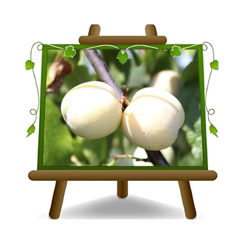 EURO PLANTS VIVAI Prunier Genova plante fruitière ancienne en pot 24/26 cm hauteur maximale 180 cm - Âge 4 ans