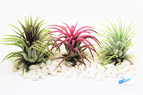 Air Plants Tillandsia x3 Ionantha Red, Green & Rubra Ionatha for Terrarium Vivarium Office House Plant