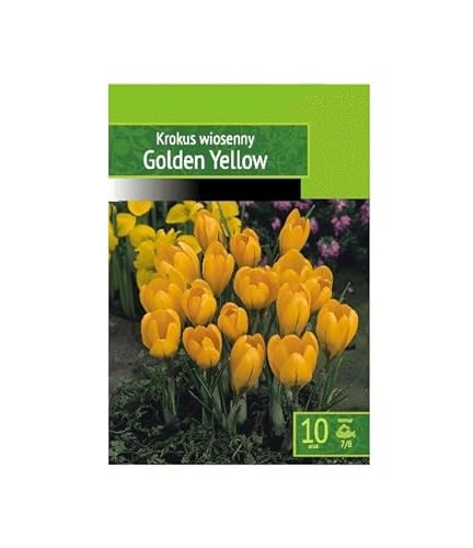 AGRONOM | CROCOUSS - GOLDEN YELLOW - Bulbes de Fleurs | Des Fleurs Vivaces | Les Fleurs Délicieusement Parfumées, Belles | Couleur Jaune | Décoration de la Maison | 10 Pièces à Bulbes