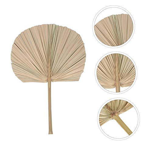 Hoja de Palma Seca Decorativa para Bodas y Eventos miniatura 6