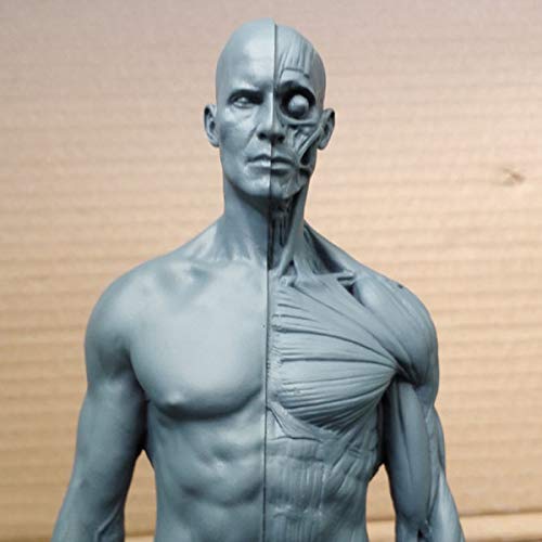 Modèle De Peinture De Figurine D'Anatomie Humaine De 30 Cm, Modèle D'Anatomie Musculo-Squelettique Humaine, Modèle D'Os Musculaire Humain pour Artistes Médicaux, Étude De Dessin