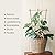 Cambaverd 3 Pack Min Bamboo Trellis 16 in Fan -Shaped Plant Support Trellis with Twist Ties for Indoor Mini Climbing Plants Hoya Potted Plants House Plants Vine Ivy