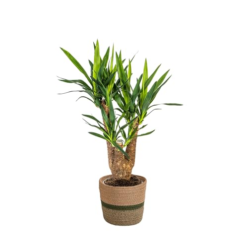 Yucca Elephantipes ramificato con cestino, altezza 60 – 70 cm – Ø 21 cm – Palma da interno facile da pulire con tronco robusto – Pianta elegante e purificante dell'aria per casa e ufficio