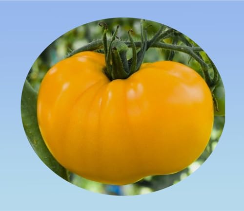 graines tomate brandywine jaune 0,3 grammes soit 100 graines (environ) - Planète graines - Solanum lycopersicum