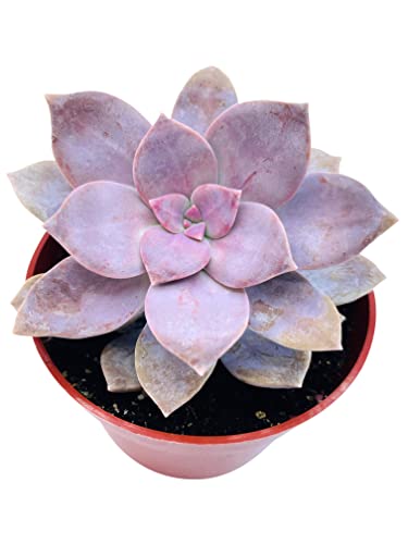 Live Succulent 4" Graptopetalum Superbum, Succulents Plants Live, Succulent Plants Fully Rooted, Hanging House Plant For Home Office Decoration, Diy Projects, Party Favor Gift By The Succulent Cult… #TOP1