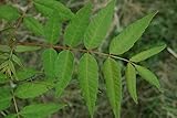 Surenbaum Toona sinensis Pflanze 35-40cm Chinesischer Gemüsebaum Rarität