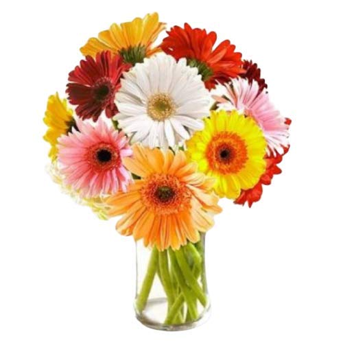 Floralbay Valentine's Day Special Arrangement Bunch of 12 Mixed Gerberas Fresh Flowers Glass Vase Can Be Delivered On 7 Feb (Rose Day)