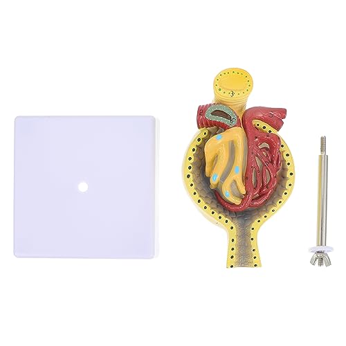 Modèle anatomique du glomérule humain Ciieeo avec socle pour étude médicale