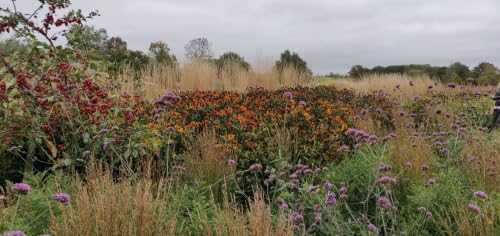 Preparing your garden now for hot summers to come