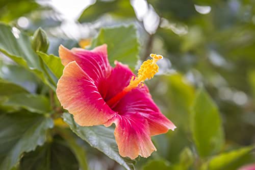 100+ Perennial Mix Hibiscus Flower Seeds For Planting Giant Flower Tropical Potted Plants Seeds Non-Gmo Heirloom #TOP2