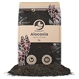 Sybotanica - Terricio per Alocasia 5 L - Substrato di cocco premium per Alocasia, Colocasia, Caladium - Senza torba - Concime organico 180 giorni - Ideale per piante da interno