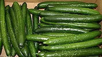 Tokiwa,Japanese Long Cucumber "Tokyo Green" 100 Seeds  Cucumis sativus  Tender sweet and very crisp flesh, ! 1, 10 Seeds