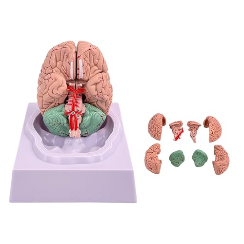 Modèle de cerveau humain anatomique à code couleur AMITD pour l'apprentissage