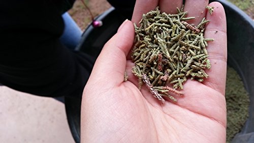 Paquete de Sachets de Agujas de Cedro Verde 8oz (100) miniatura 3