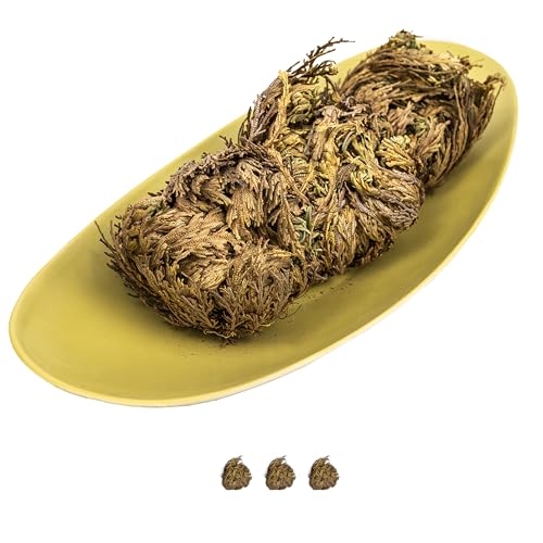 IFLO® Rose von Jericho XL Premium Set - Große Selaginella Lepidophylla Knollen - Echte Auferstehungspflanze Wüstenrose - Pflegeleichte Zimmerpflanze Deko Geschenk (3er Set XL - Große Knollen)