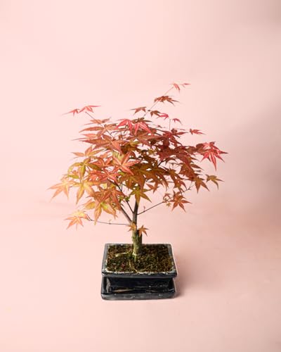 Bonsái Acer | Plantas Naturales | Pur plant