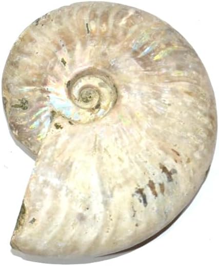 cleoniceras besairei Ammonite Fossil (Fossils) CL10