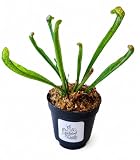 Sarracenia 'Scarlet Belle' Carnivorous Pitcher Plant