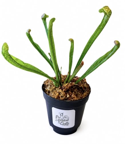 Sarracenia 'Scarlet Belle' Carnivorous Pitcher Plant