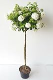 Schneeball-Stämmchen Viburnum Eskimo mit Dünger, 110-120 cm