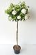 Schneeball-Stämmchen Viburnum Eskimo mit Dünger, 110-120 cm