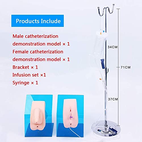 Modelo de cateterismo uretral - Maniquí médico para entrenamiento sanitario y simulación de anatomía para educación básica