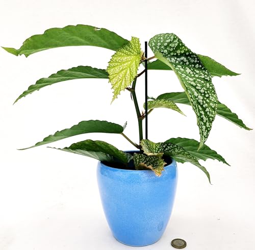 POWERS TO FLOWERS - BEGONIA MACULATA ANGEL WING, IN VASO CERAMICA AZZURRO, vaso 14cm diametro, pianta vera