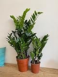 New Fresh 300pcs Zamioculcas Zamiifolia Plants Seeds Generic