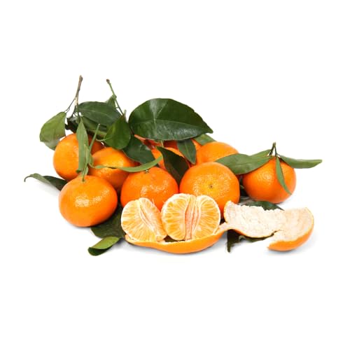 AMK Jardinagem e Paisagismo, Muda de Tangerina King 50 a 80cm AMK - Plantas Online