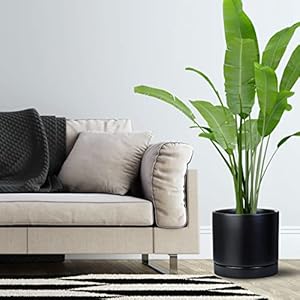 Aveyas 10 inch Ceramic Plant Pot with Drainage Hole and Saucer - Suitable for Indoor and Outdoor Use, Modern Planters for House Garden Flower Tree Snake Monstera Plants (10", Matte Black) Aveyas 10 inch Ceramic Plant Pot with Drainage Hole and Saucer Suitable for Indoor and Outdoor Use Modern Planters for House Garden Flower Tree Snake Monstera Plants 10 Matte Black