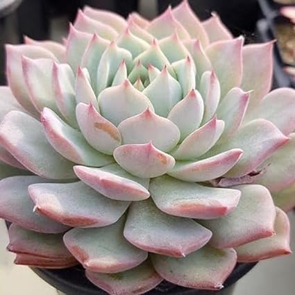 Image of Laxmi Kamal Live Indoor Lucky Plant for Wealth, Prosperity and Positive Energy, Low Maintenance Houseplant for Home and Office Decor PACK OF 1